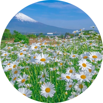 岸上飞